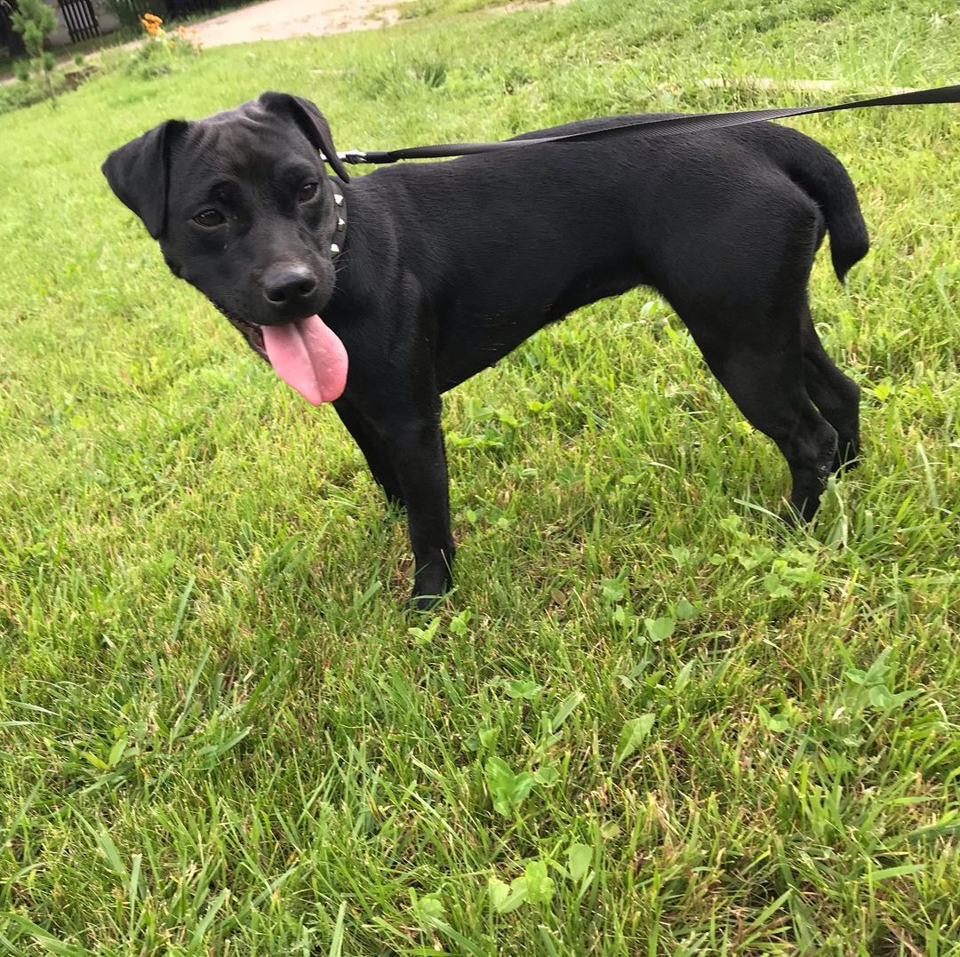 15 Amazing Patterdale Terrier Facts You May Not Have Known 11