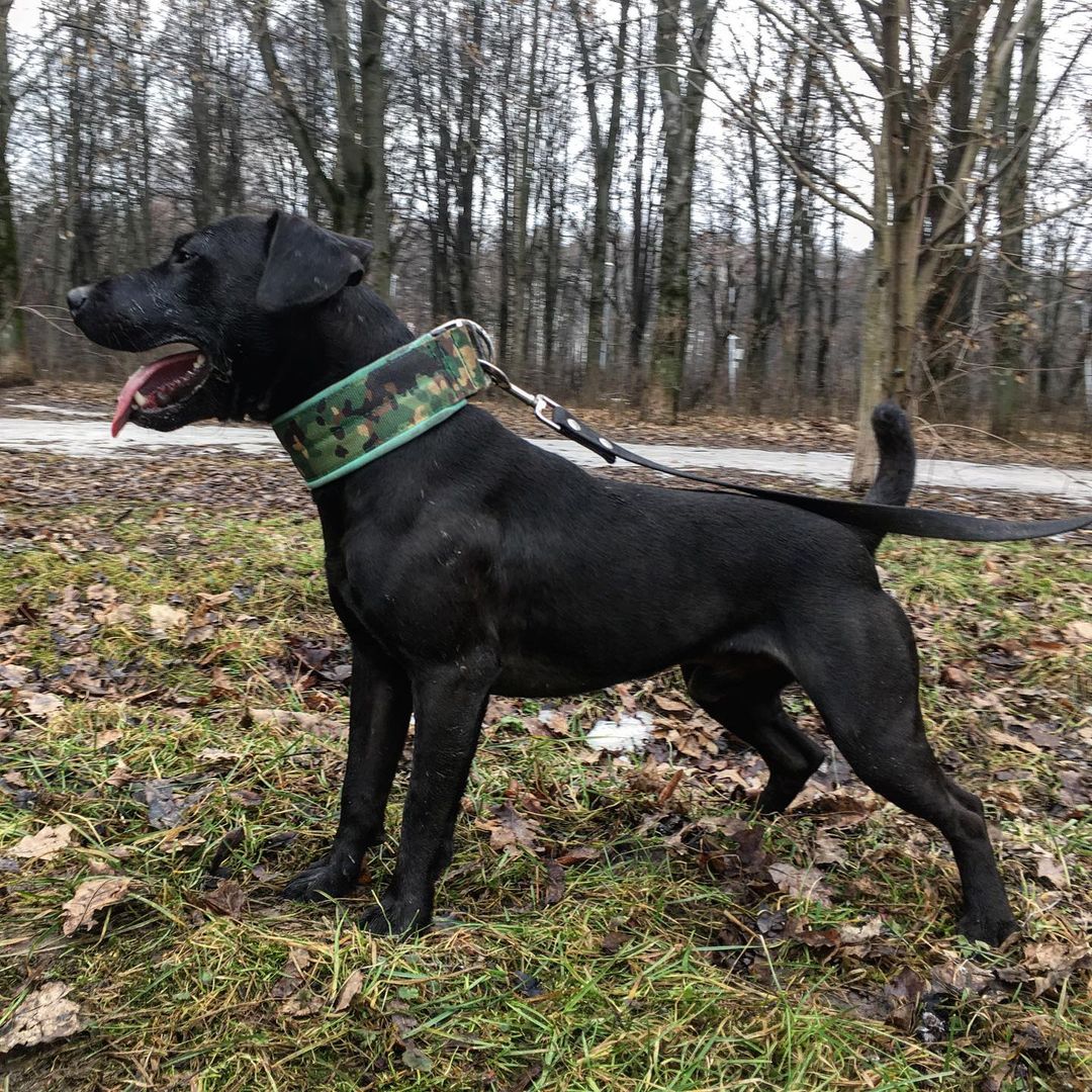 15 Amazing Patterdale Terrier Facts You May Not Have Known 9