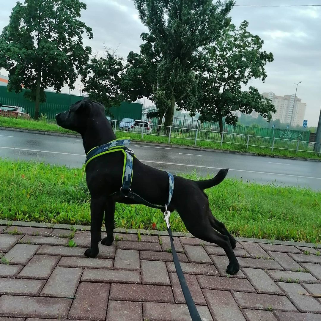 15 Amazing Patterdale Terrier Facts You May Not Have Known 10