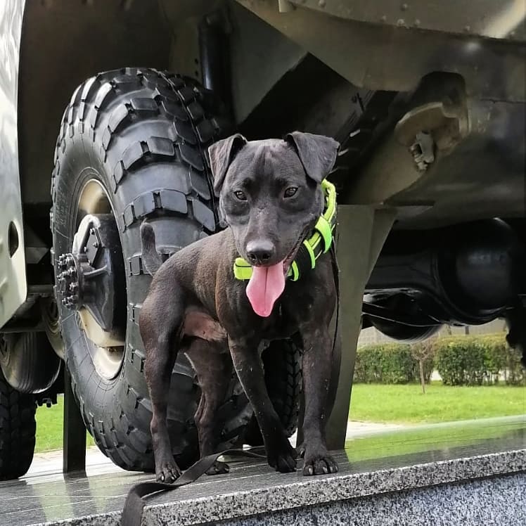 15 Amazing Patterdale Terrier Facts You May Not Have Known 11