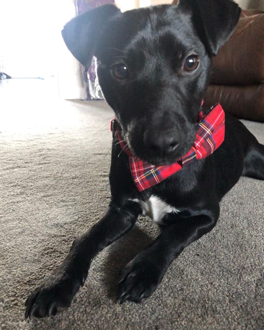 15 Amazing Patterdale Terrier Facts You May Not Have Known 9