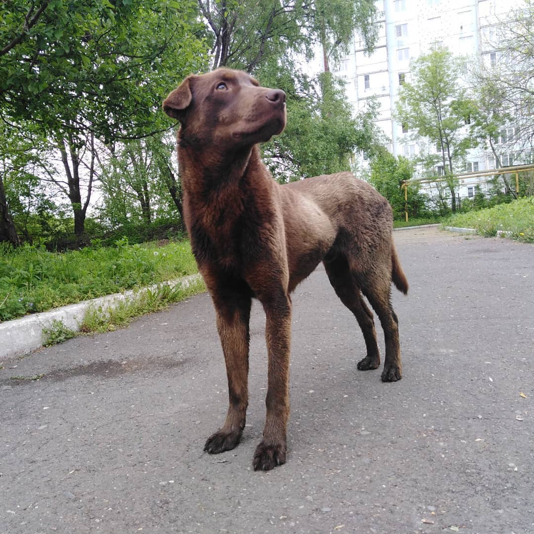 15 Amazing Patterdale Terrier Facts You May Not Have Known 10