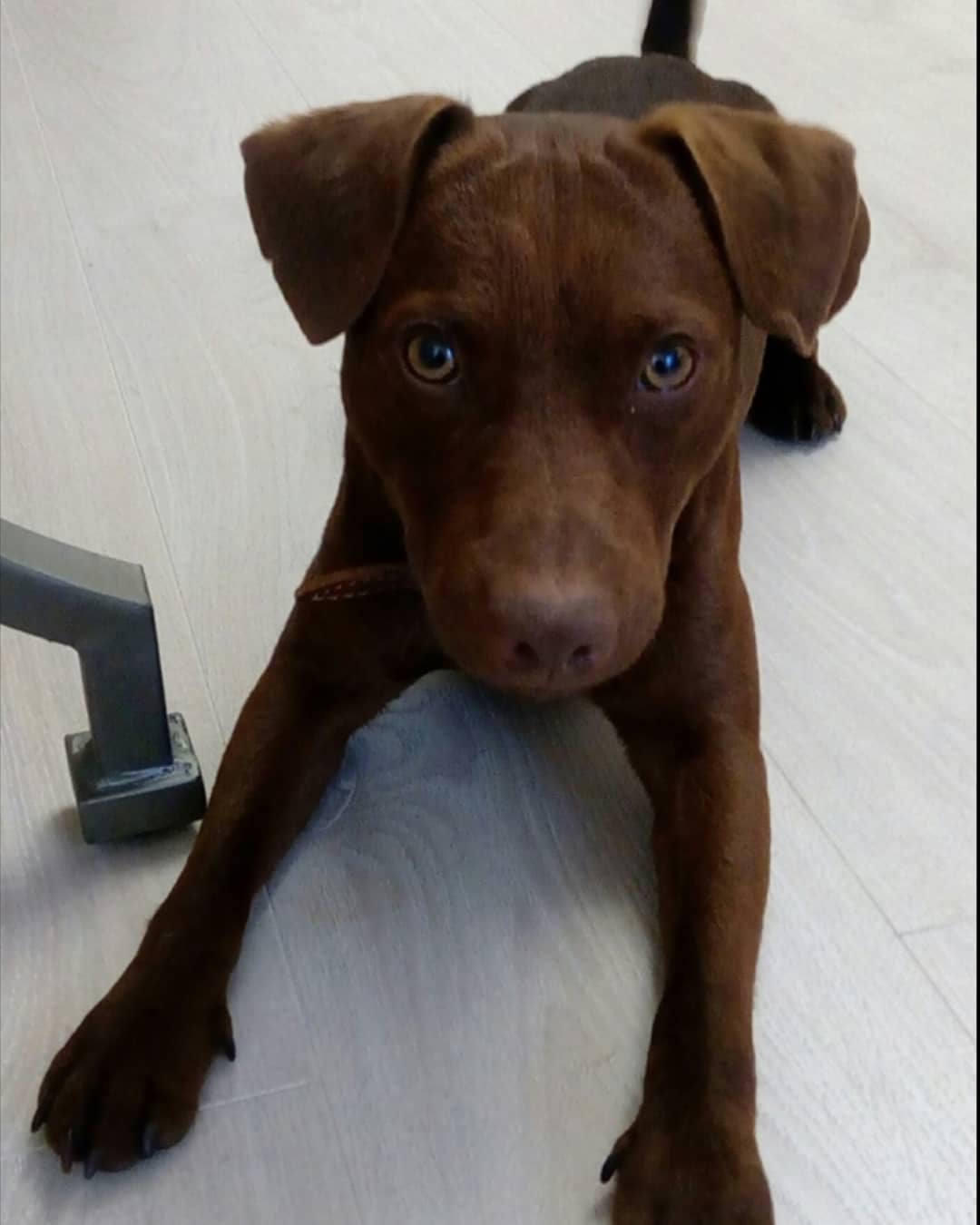 15 Amazing Patterdale Terrier Facts You May Not Have Known 11