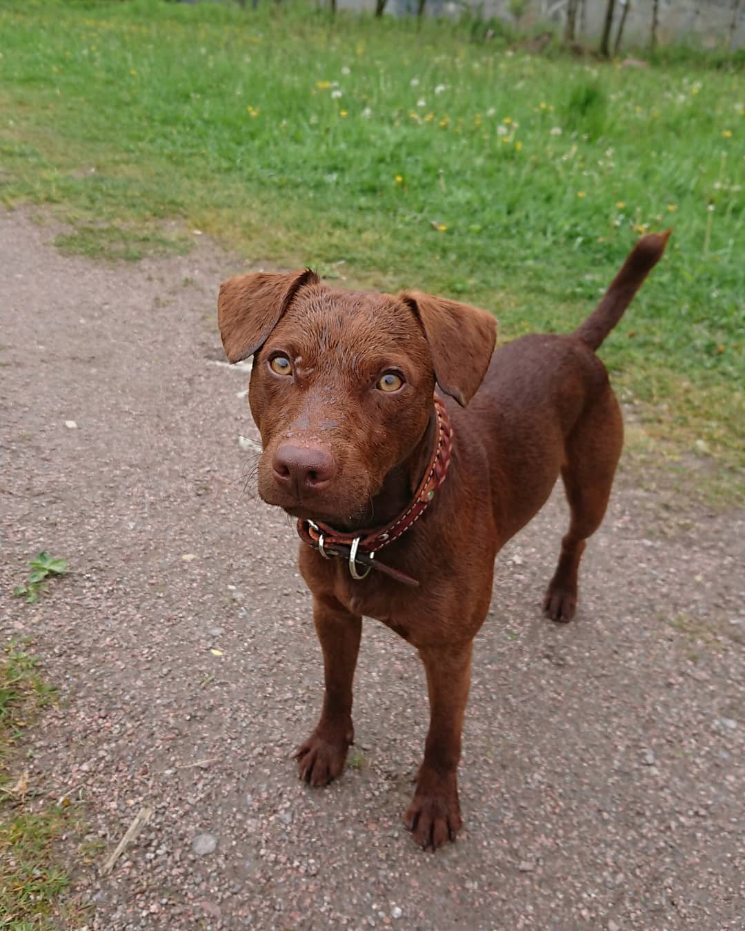 15 Amazing Patterdale Terrier Facts You May Not Have Known 7