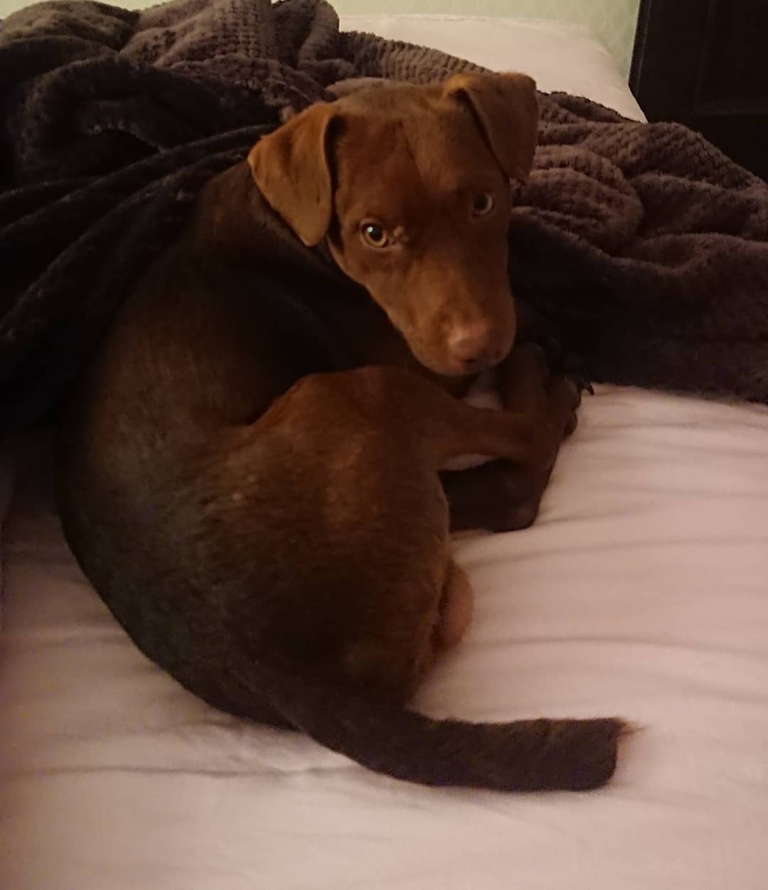 15 Amazing Patterdale Terrier Facts You May Not Have Known 8