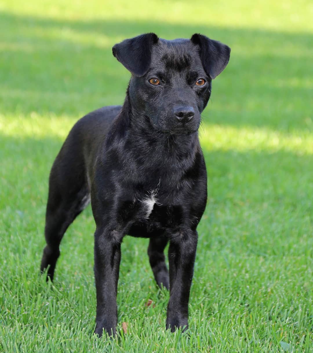 16 Interesting Facts About Patterdale Terriers 9