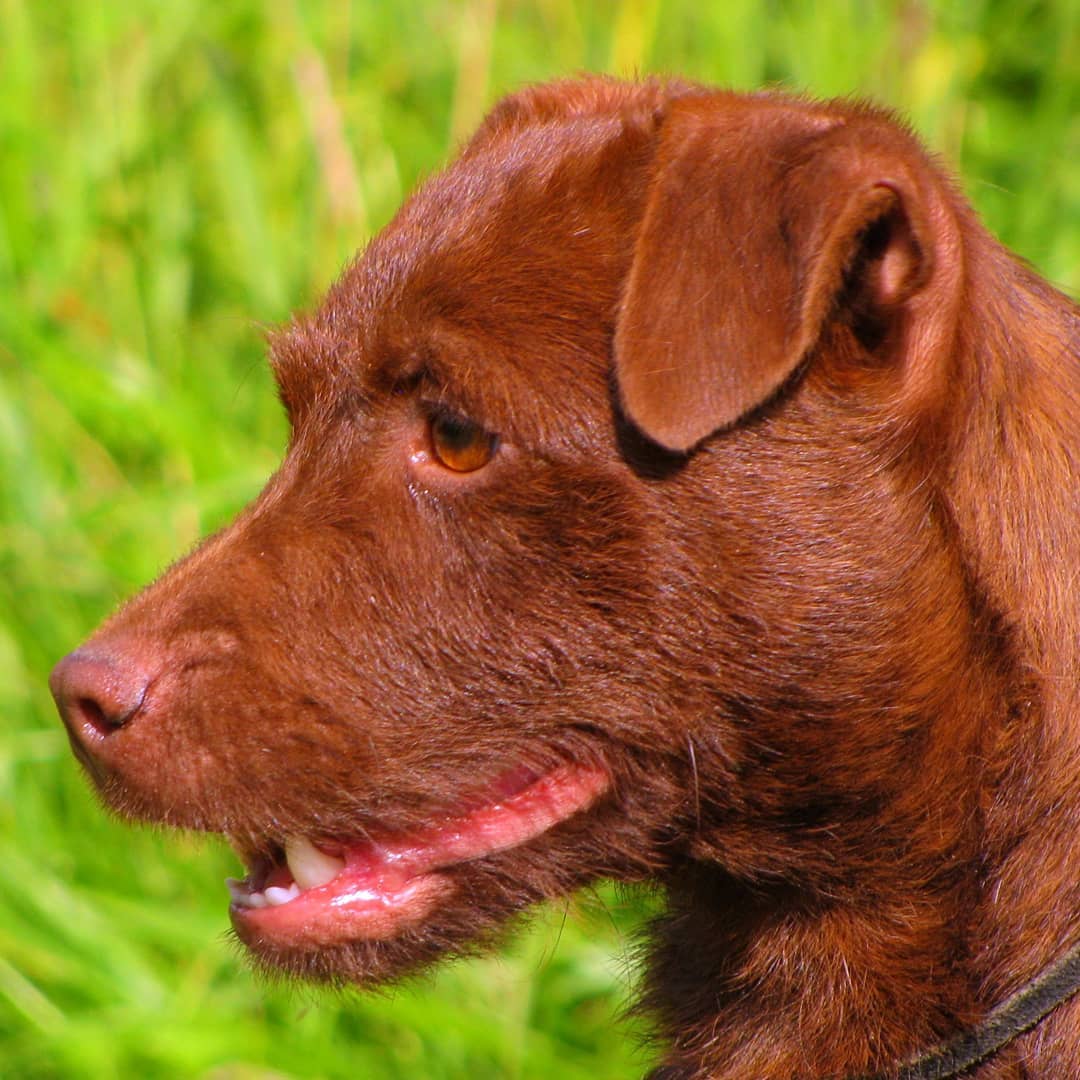 16 Interesting Facts About Patterdale Terriers 10