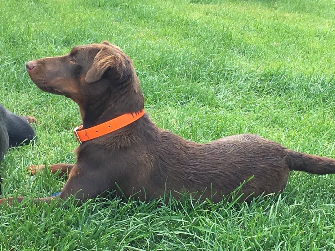 16 Interesting Facts About Patterdale Terriers 11