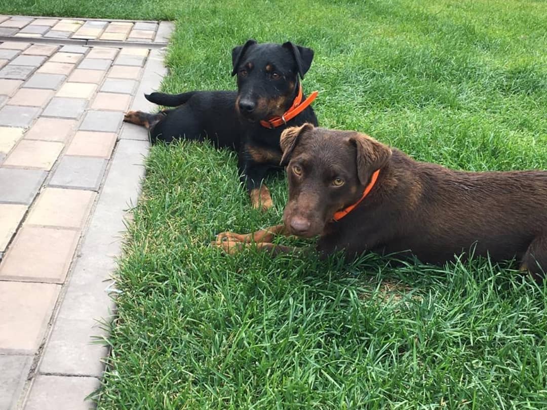 16 Interesting Facts About Patterdale Terriers 9