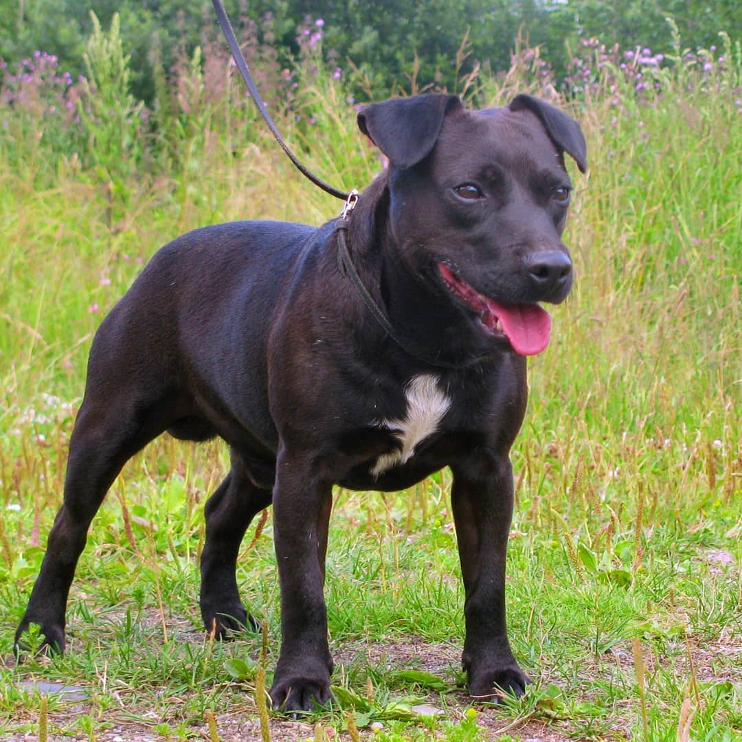 16 Interesting Facts About Patterdale Terriers 10