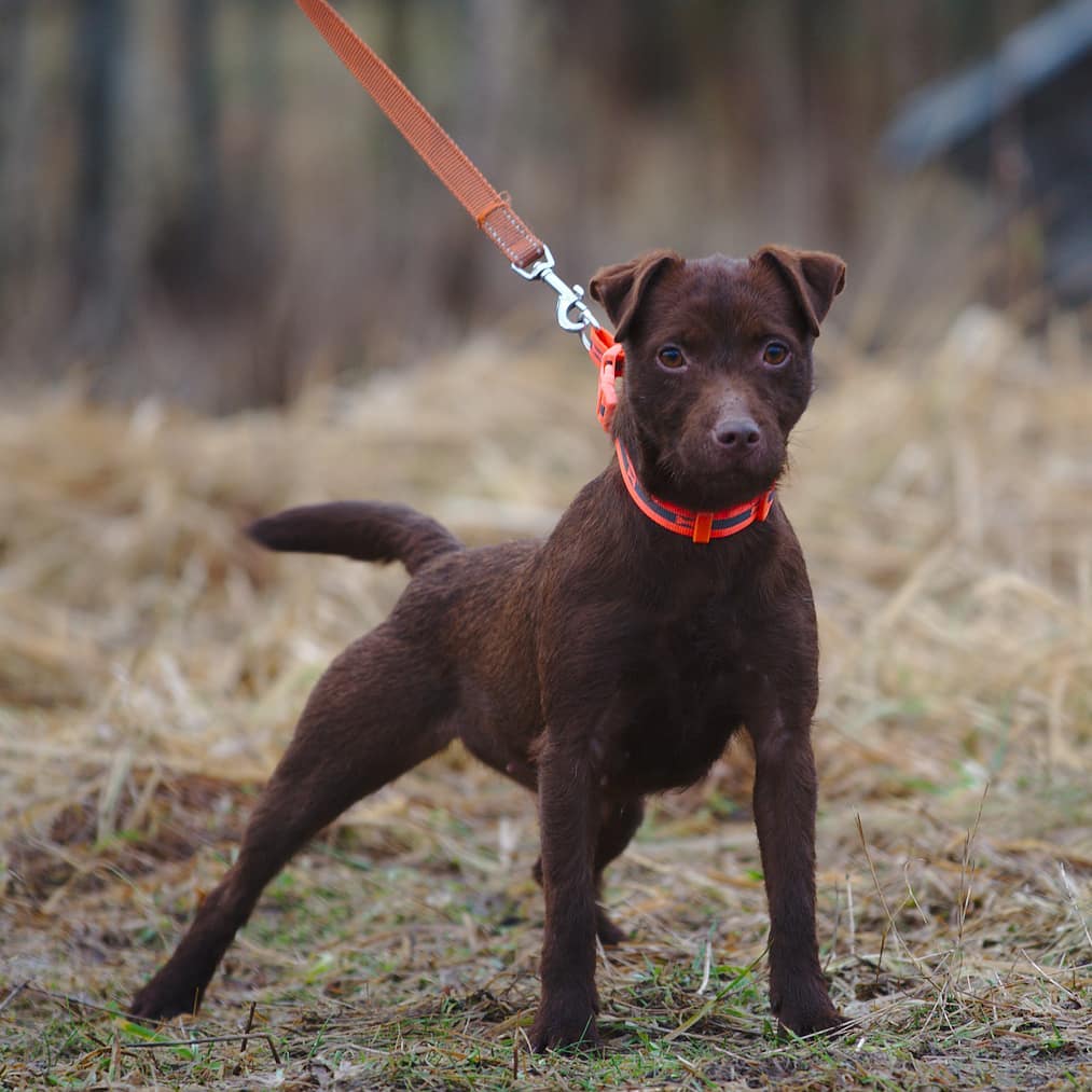 16 Interesting Facts About Patterdale Terriers 11