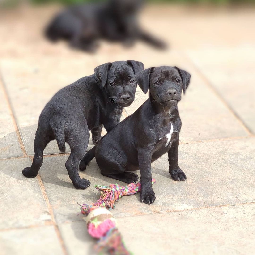 15 Cool Facts About Patterdale Terriers 9