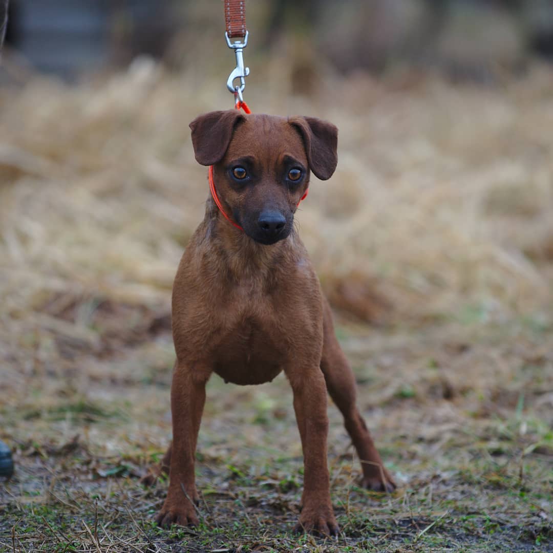 16 Interesting Facts About Patterdale Terriers 9