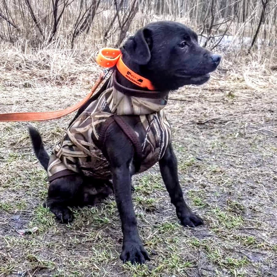 16 Interesting Facts About Patterdale Terriers 10