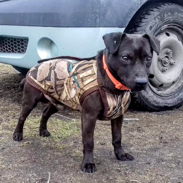 16 Interesting Facts About Patterdale Terriers 11