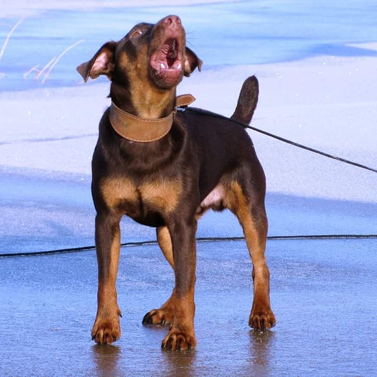 16 Interesting Facts About Patterdale Terriers 10