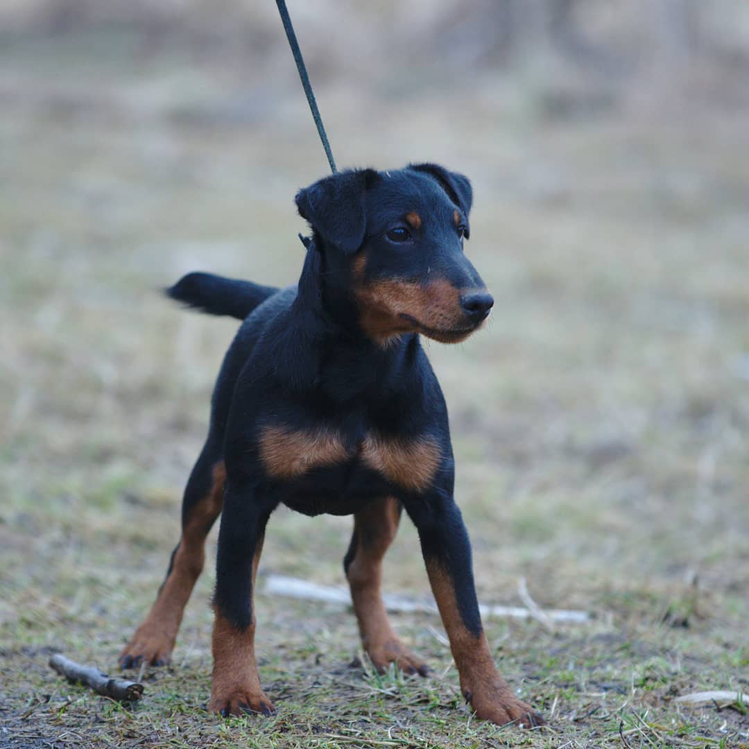 16 Interesting Facts About Patterdale Terriers 11