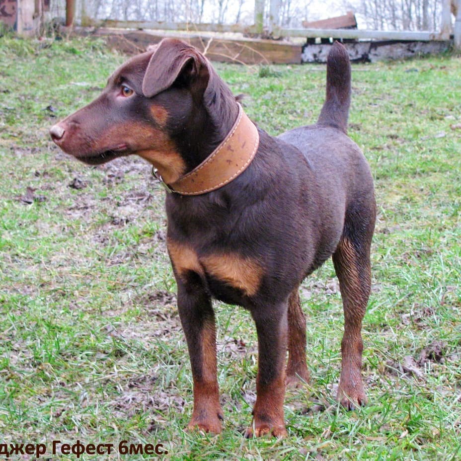 16 Interesting Facts About Patterdale Terriers 5