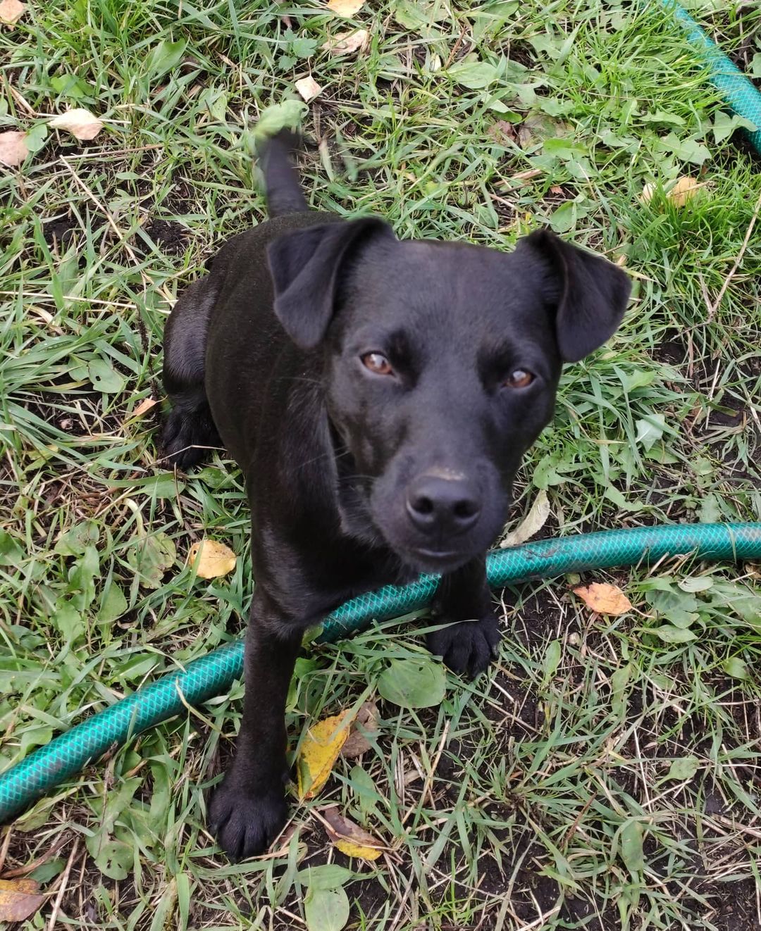 15 Cool Facts About Patterdale Terriers 10