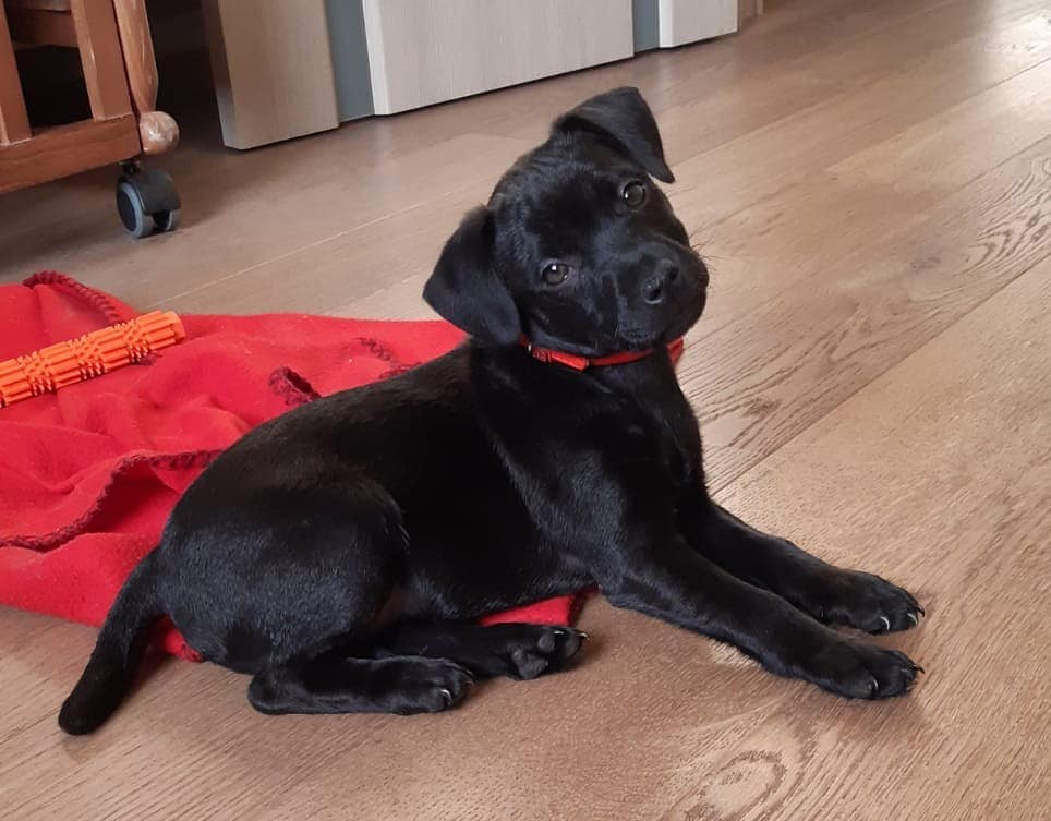 15 Cool Facts About Patterdale Terriers 9