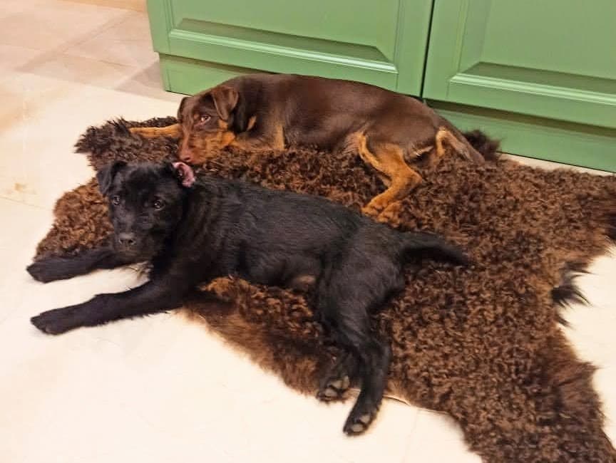 15 Cool Facts About Patterdale Terriers 11