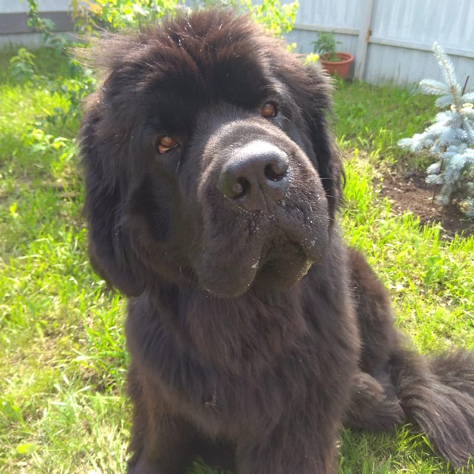 15 Newfoundland Pics That’ll Keep You Smiling 10