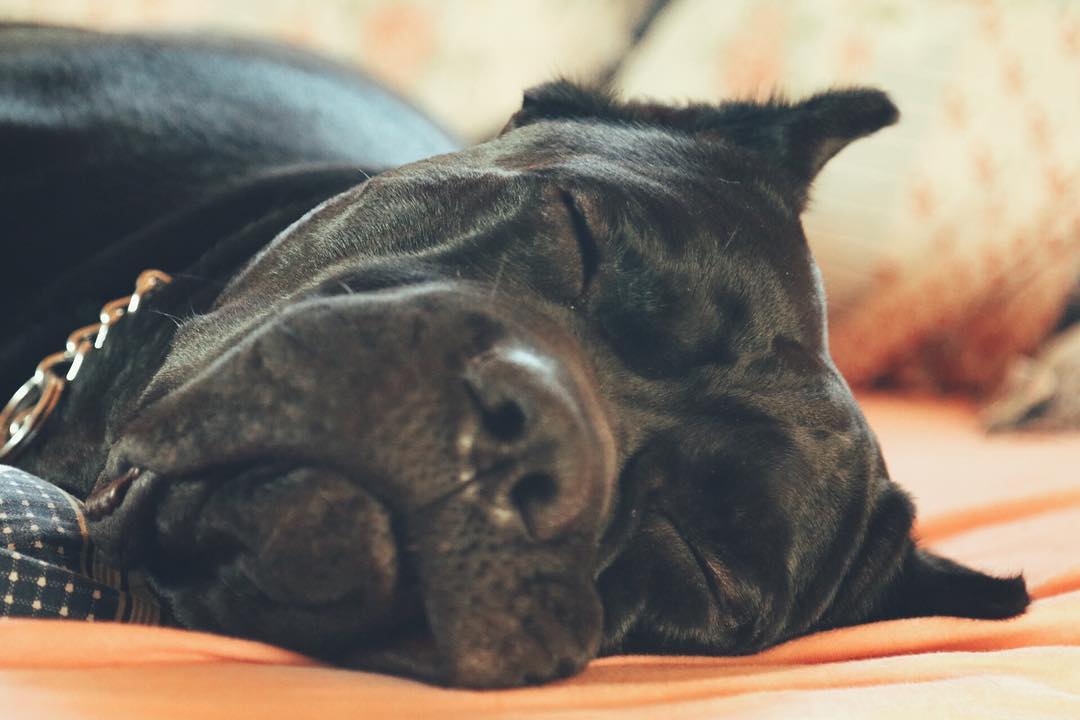 15 Cane Corso Pics That’ll Keep You Smiling 9