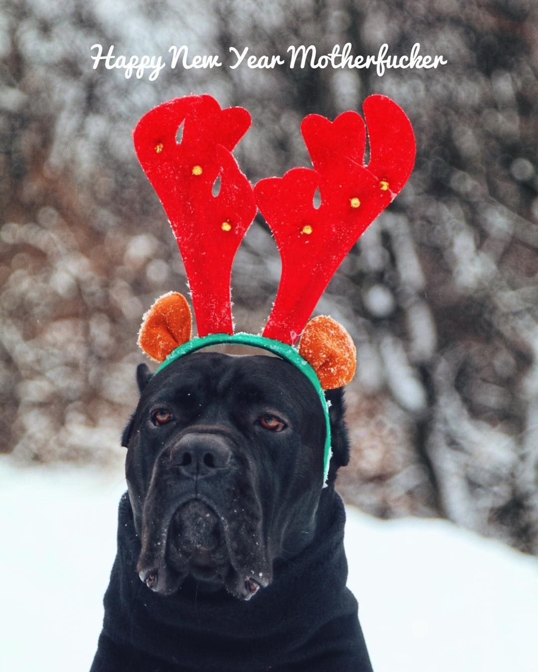 15 Cane Corso Pics That’ll Keep You Smiling 10