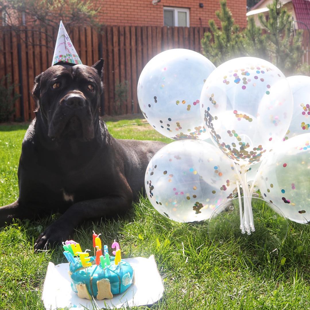 15 Cane Corso Pics That’ll Keep You Smiling 9