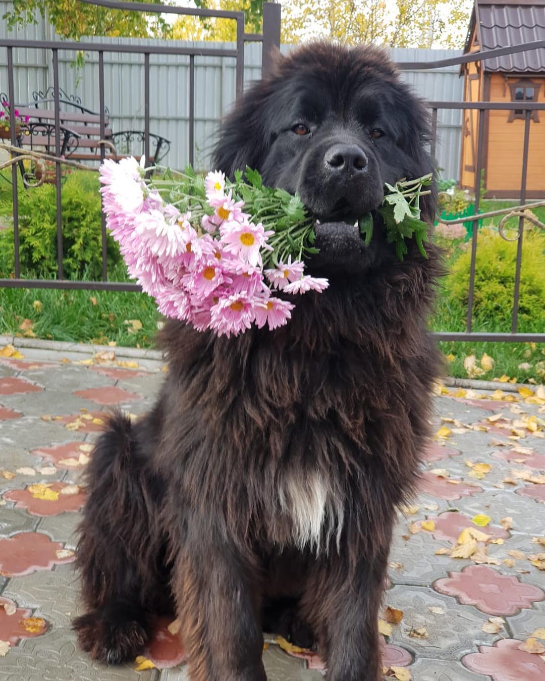 15 Newfoundland Pics That’ll Keep You Smiling 9