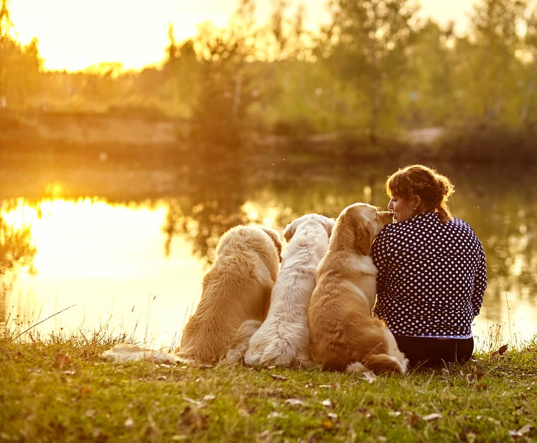15 Cool Facts About Golden Retrievers 9