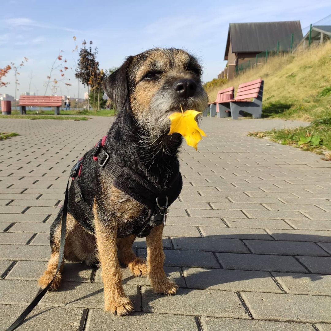 15 Cool Facts About Border Terriers 9