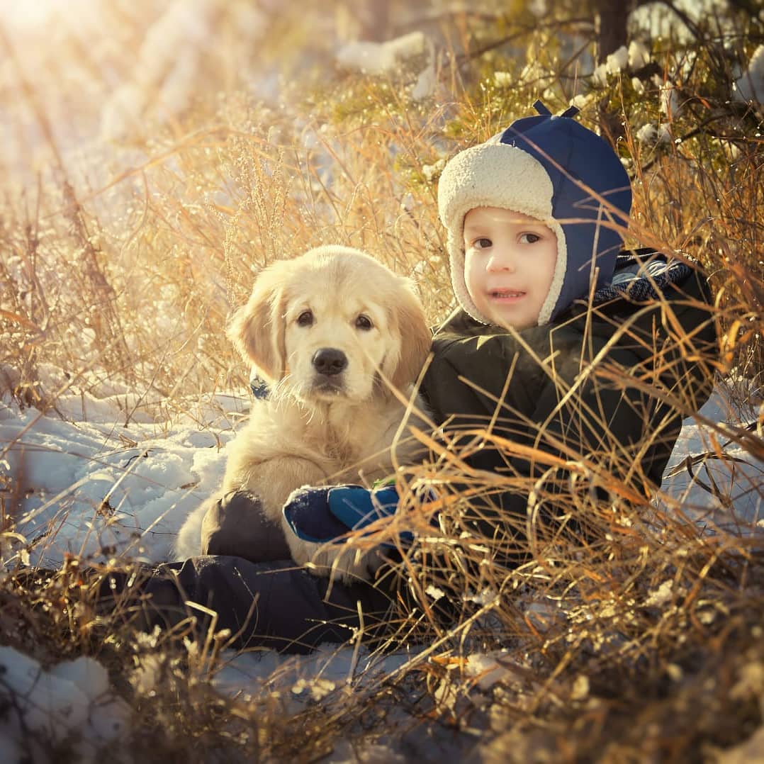 15 Cool Facts About Golden Retrievers 10