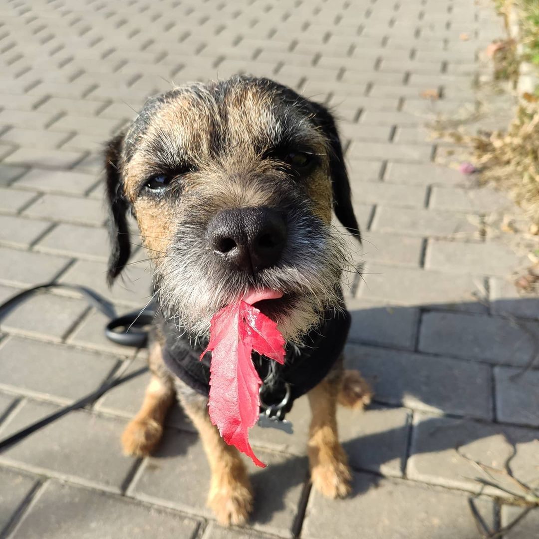 15 Cool Facts About Border Terriers 10