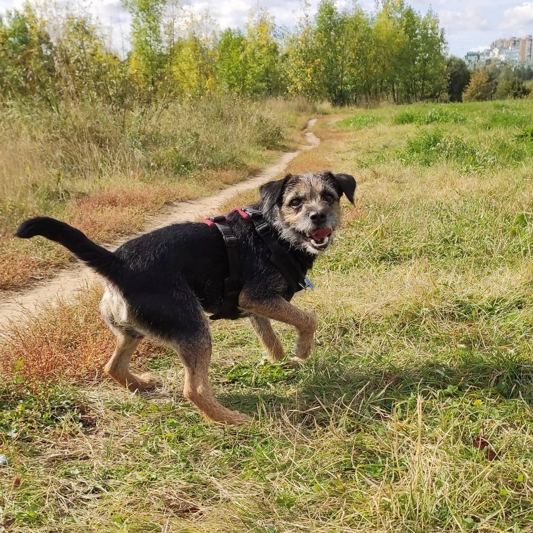 15 Cool Facts About Border Terriers 11