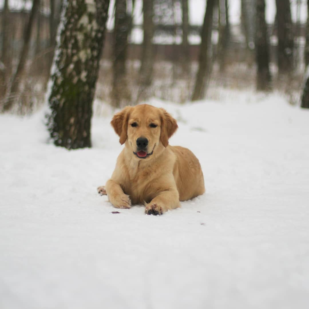 15 Cool Facts About Golden Retrievers 9