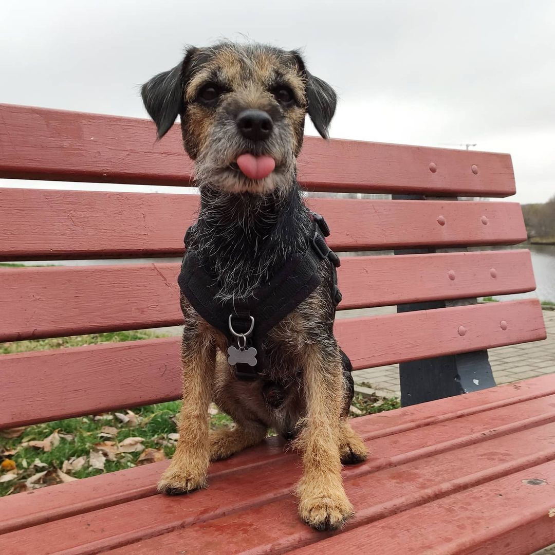 15 Cool Facts About Border Terriers 9