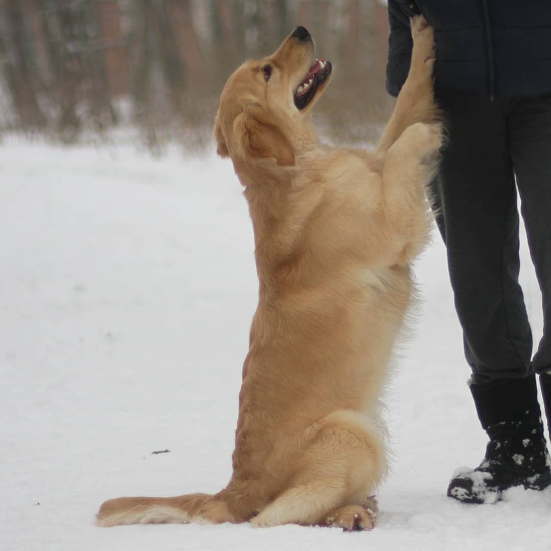 15 Cool Facts About Golden Retrievers 10