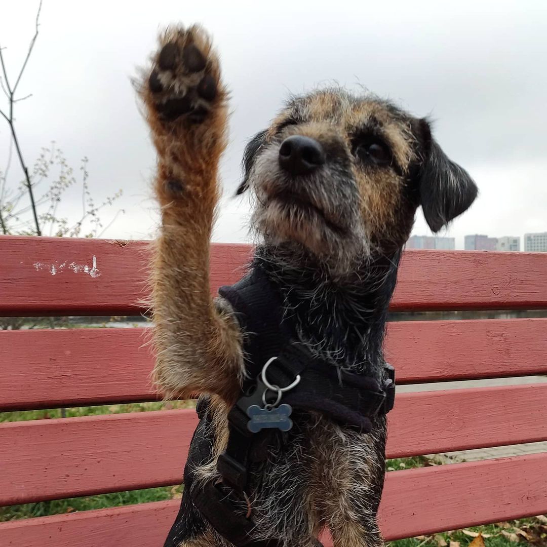 15 Cool Facts About Border Terriers 10