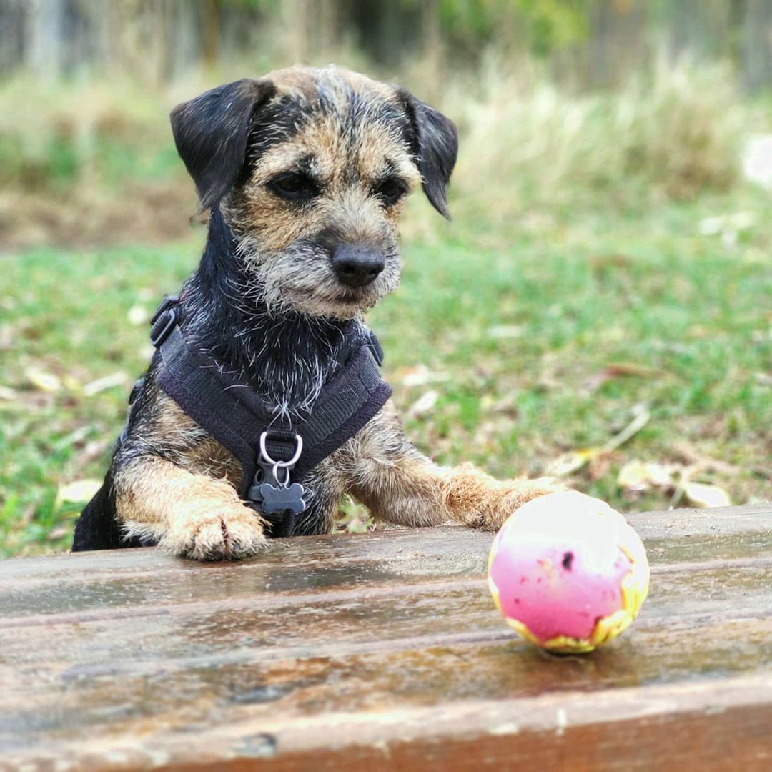 15 Cool Facts About Border Terriers 11