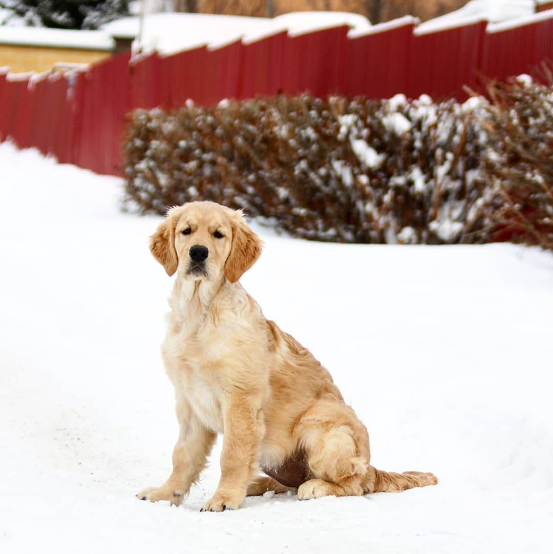 15 Interesting Facts About Golden Retrievers 9