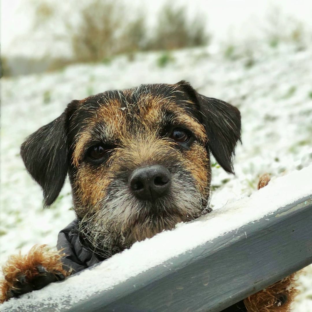 15 Amazing Facts About Border Terriers You Probably Never Knew 9