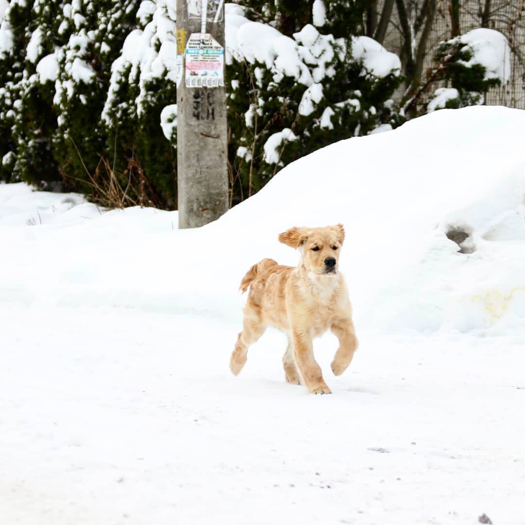 15 Interesting Facts About Golden Retrievers 10