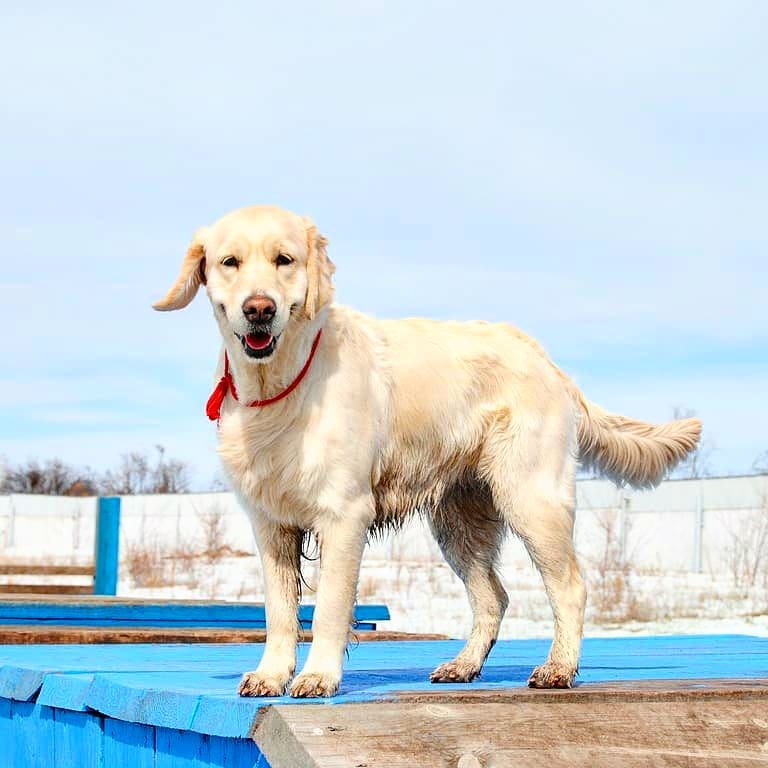 15 Interesting Facts About Golden Retrievers 11