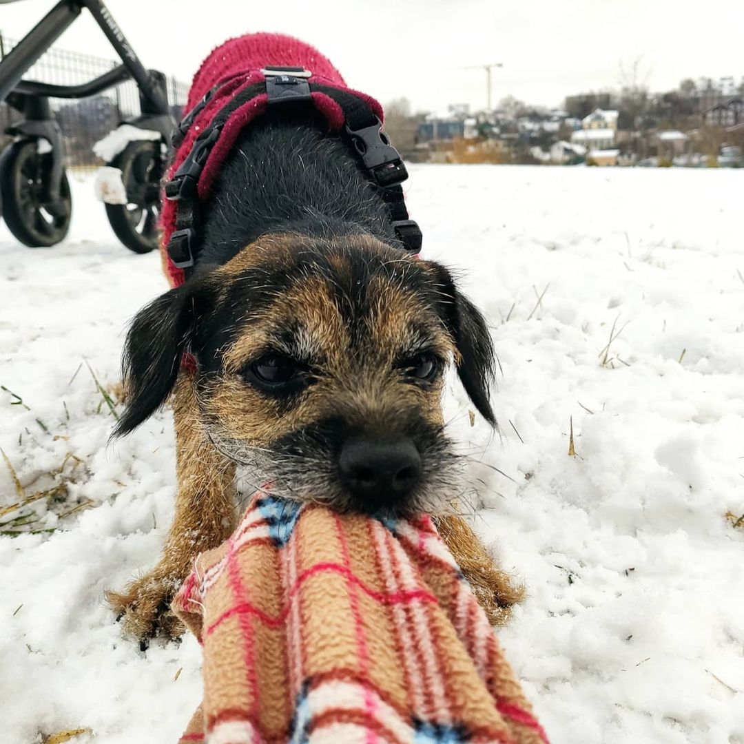 15 Amazing Facts About Border Terriers You Probably Never Knew 11