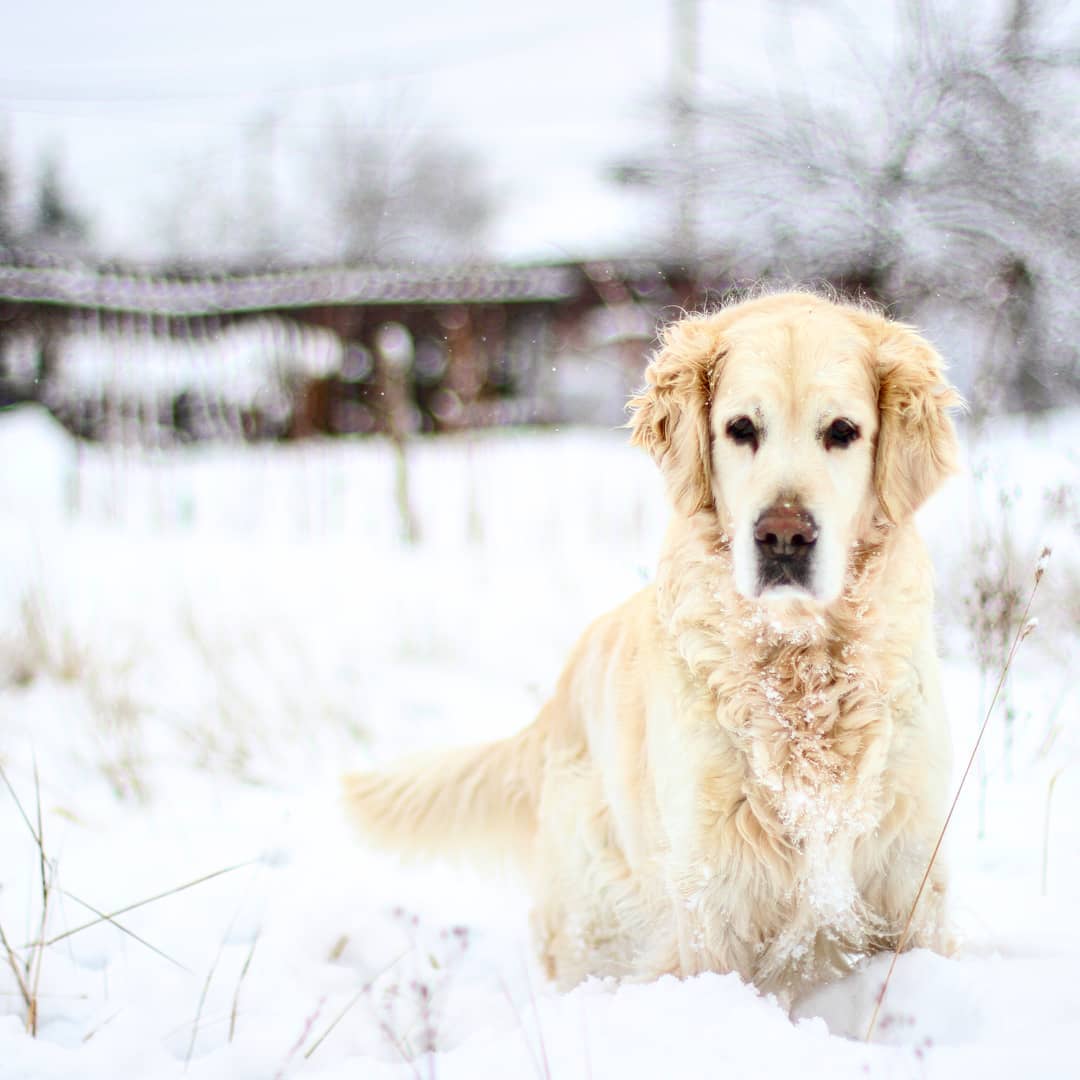 15 Interesting Facts About Golden Retrievers 9