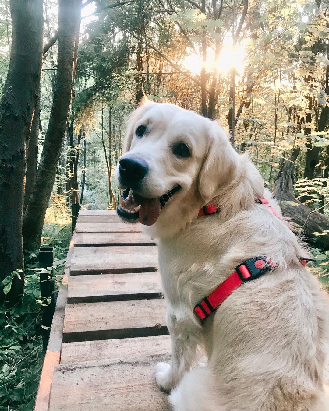 15 Interesting Facts About Golden Retrievers 10