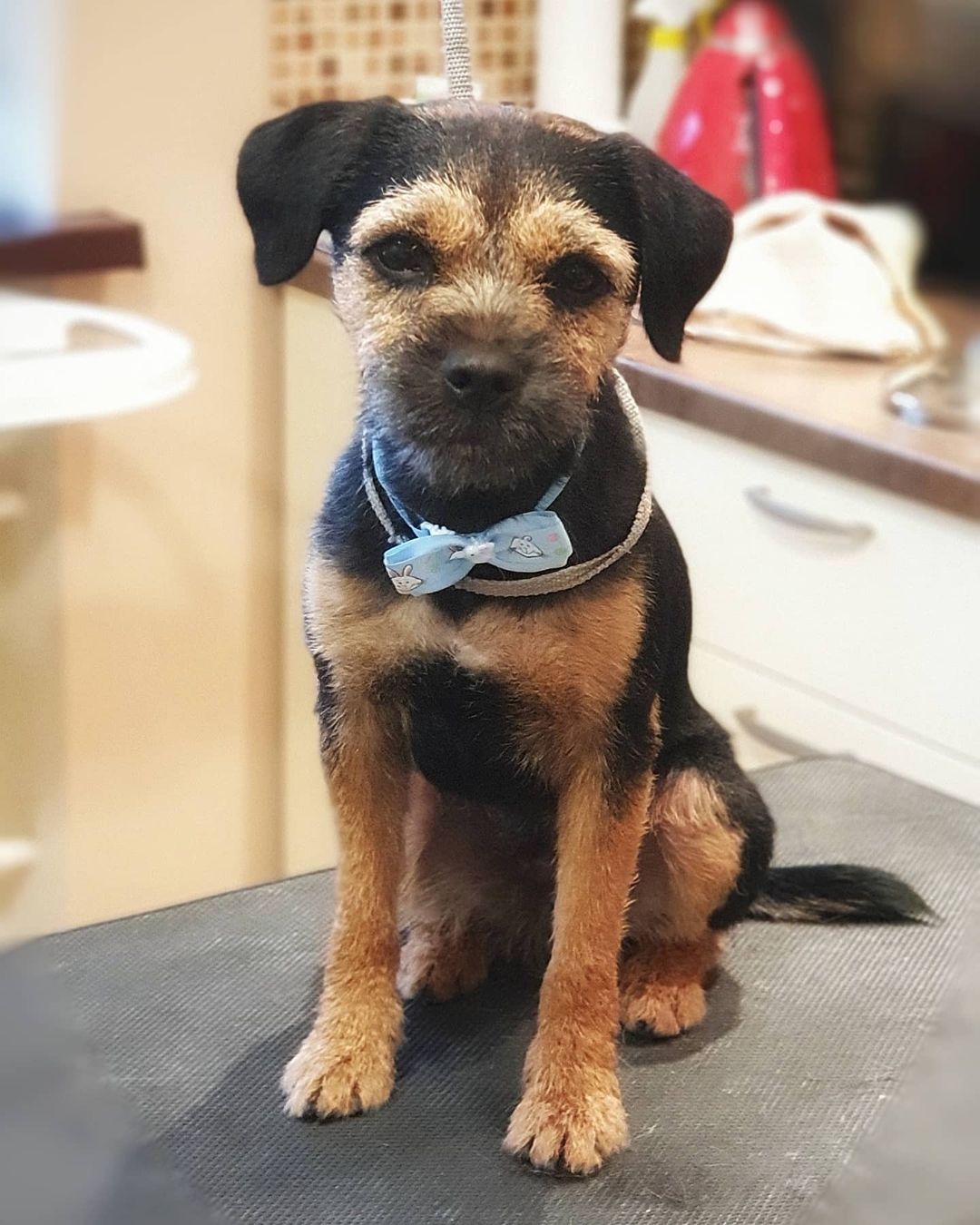 15 Amazing Facts About Border Terriers You Probably Never Knew 11