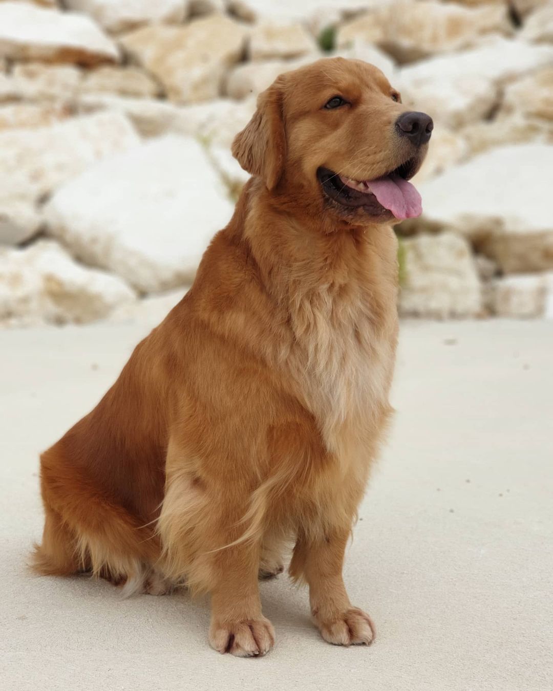 15 Interesting Facts About Golden Retrievers 11