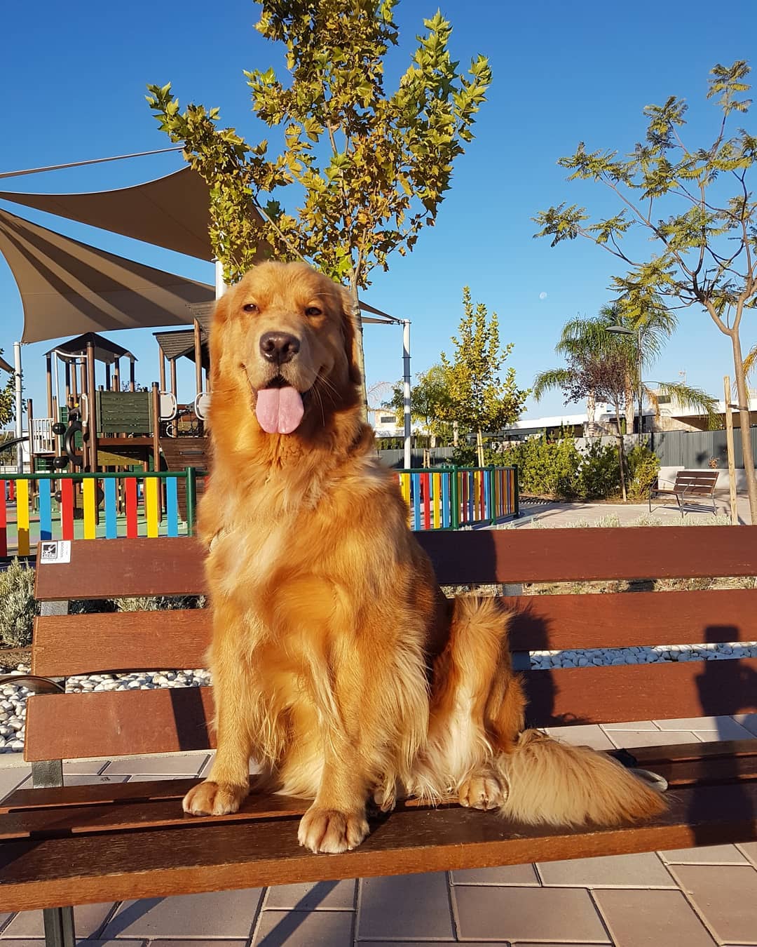 15 Interesting Facts About Golden Retrievers 11